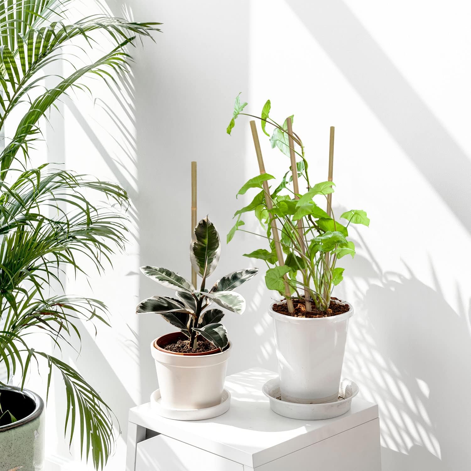 10 ชิ้น, ไม้ไผ่พืชสําหรับกลางแ - Plant Support Stake บทวิจารณ์และราคา