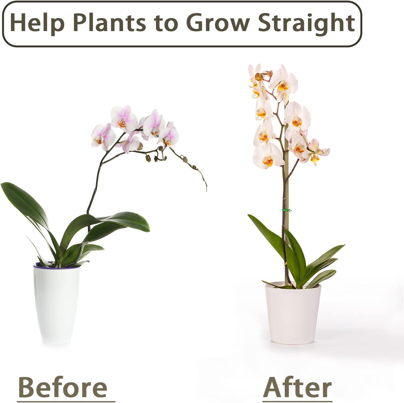 10 ชิ้น, ไม้ไผ่พืชสําหรับกลางแ - Plant Support Stake บทวิจารณ์และราคา