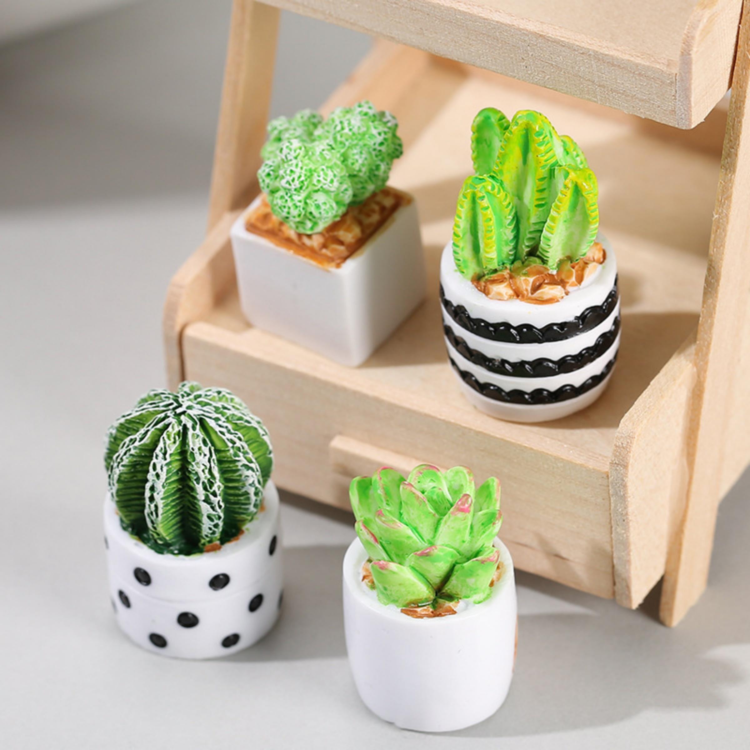 ชุด 4 ชิ้นของต้นกระบองเพชรและไ - Succulent Set บทวิจารณ์และราคา