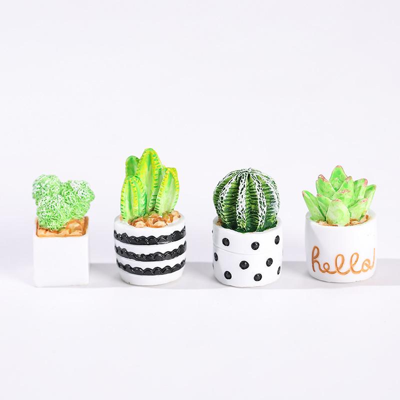 ชุด 4 ชิ้นของต้นกระบองเพชรและไ - Succulent Set บทวิจารณ์และราคา