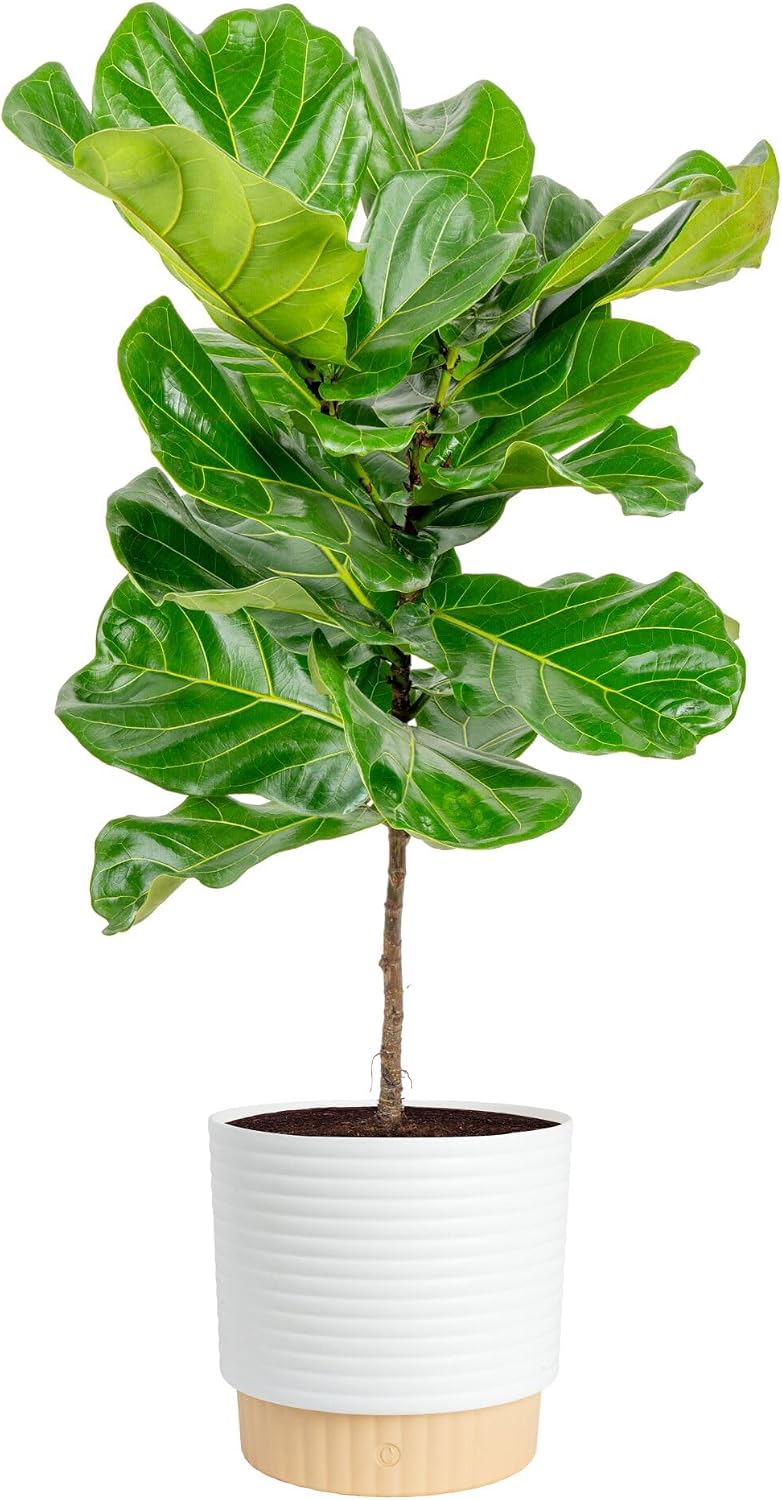 ต้นมะเดื่อใบฟิดเดิล ต้นไม้ประด - Fiddle Leaf Fig บทวิจารณ์และราคา