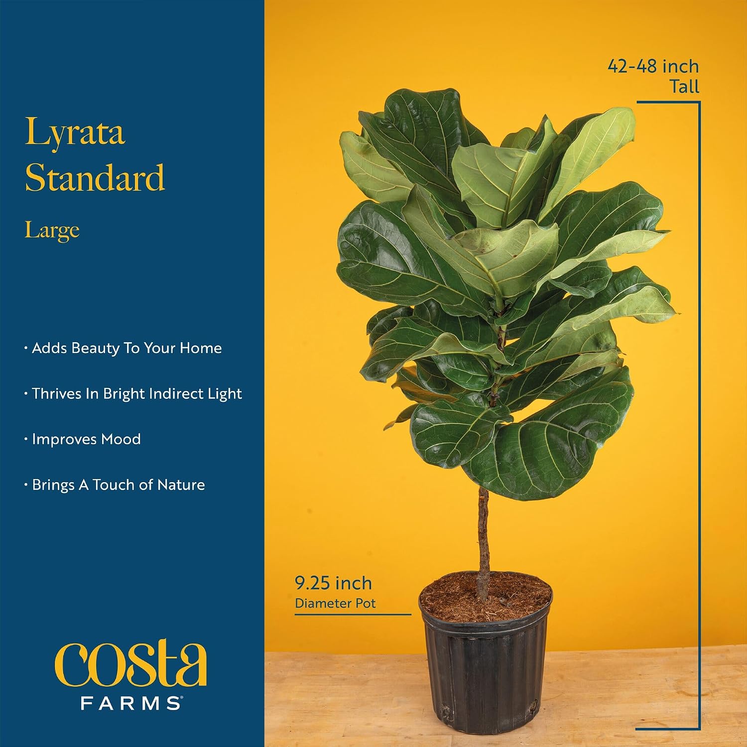ต้นมะเดื่อใบฟิดเดิล ต้นไม้ประด - Fiddle Leaf Fig บทวิจารณ์และราคา